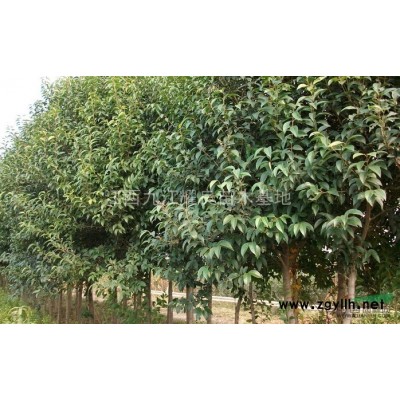 出售楨楠種子黃山欒樹種子桂花種子