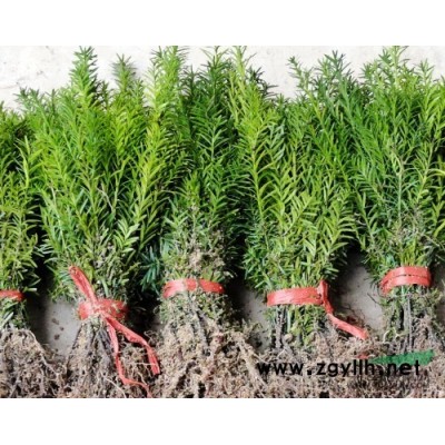 貴州南方紅豆杉大樹，貴陽曼地亞紅豆杉苗，遵義香樟樹批發(fā)