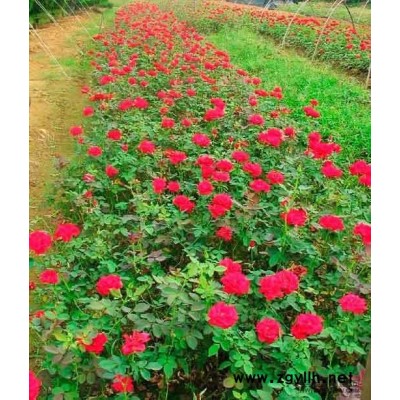 浙江香樟供應/浙江香樟圖片