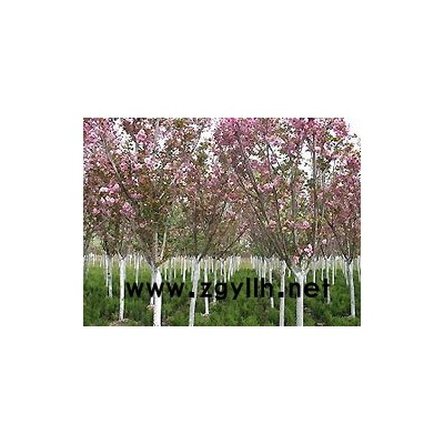 銀杏、法桐、木槿等