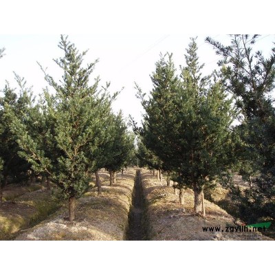 供應香樟大小規格