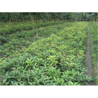 供應(yīng)6-40公分香樟