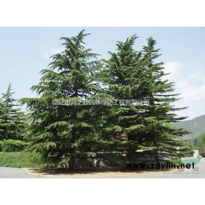 叢生大葉女貞、獨桿大葉女貞 紫玉蘭、法桐、紫葉桃、