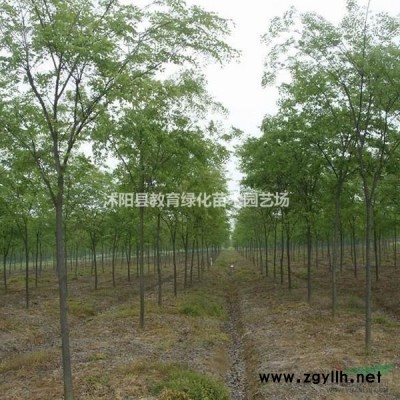 江蘇大葉女貞_高桿女貞介紹/特征/用途