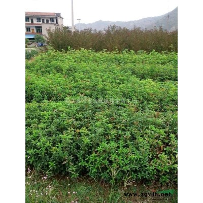浙江地區(qū)供應大葉女貞（冬青樹）