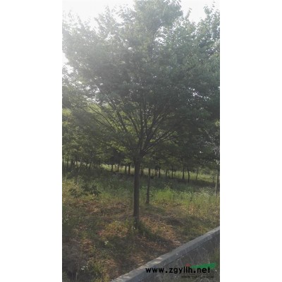 桂花基地低價(jià)供應(yīng)桂花