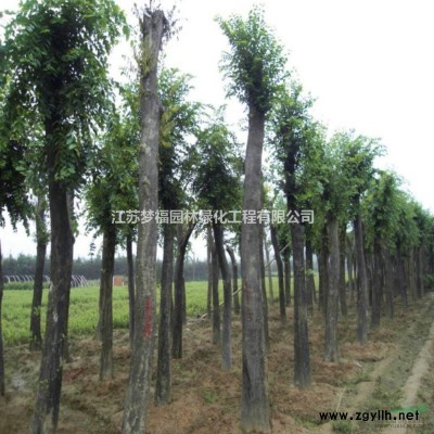 今年江蘇12公分大葉女貞15公分大葉女貞便宜批發(fā)