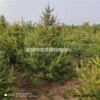 批發(fā)零售高3米冠幅2.6米叢生大葉女貞苗木綠化專用