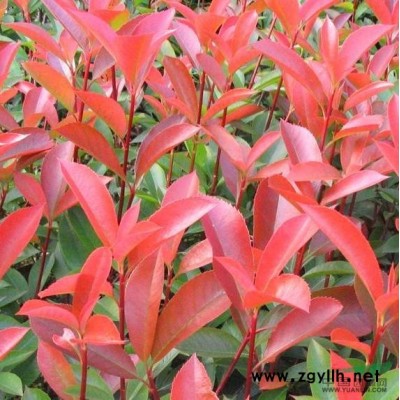 香樟、梔子花、枇杷、深山含笑、紅楓、水蠟球、重陽木等苗木