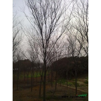 出售精品桂花樹