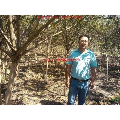 安徽合肥大葉女貞、肥西大葉女貞基地、規格*、*新苗木價格