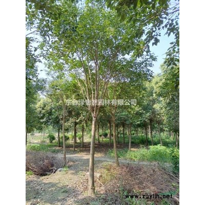 長期大量供應大葉女貞，高桿女貞，叢生女貞