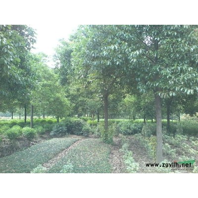 供應2-4公分大葉女貞