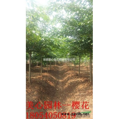 大量桂花苗木、精品桂花供應