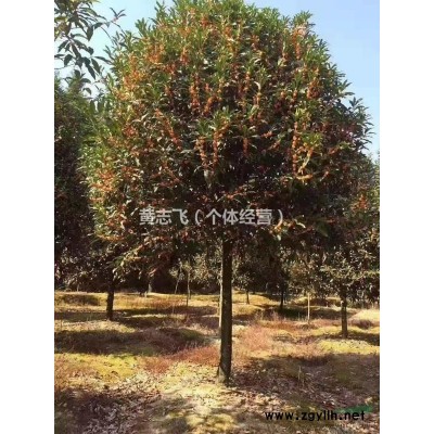 供應大量福建丹桂 主打丹桂 桂花