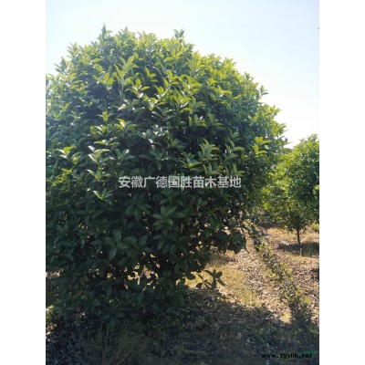 紅葉石楠，桂花，香樟，無患子，紅白玉蘭，櫸樹等各種綠化苗