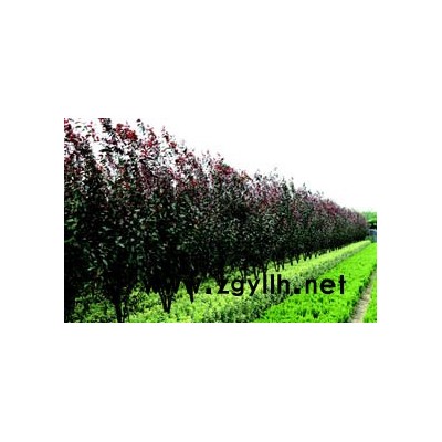 桂花、香樟、棕櫚、大葉女貞