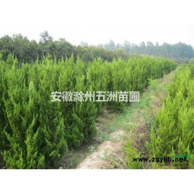 大葉女貞 安徽大葉女貞 滁州大葉女貞 大葉女貞價格