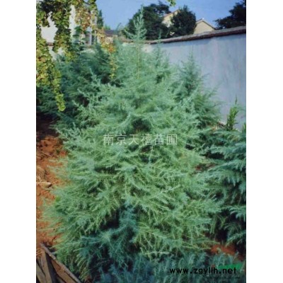 雪松廣玉蘭蜀檜紫薇青桐女貞樸樹等苗出售