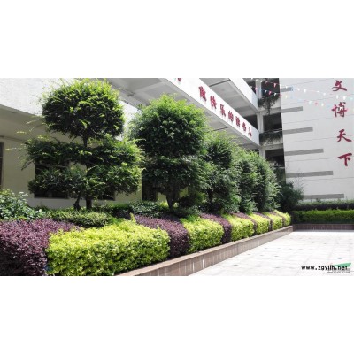 低價(jià)供應(yīng)香樟_不同樹(shù)形香樟