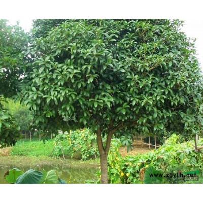 湖北地區供應香樟