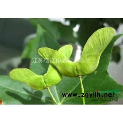 香樟 香樟*新報價 香樟基地