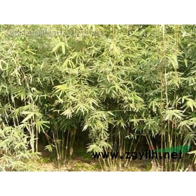 香樟.小葉樟.大葉樟.移栽香樟.多頭香樟