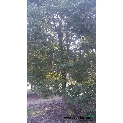 出售香樟殺頭四年帽，10-15公分