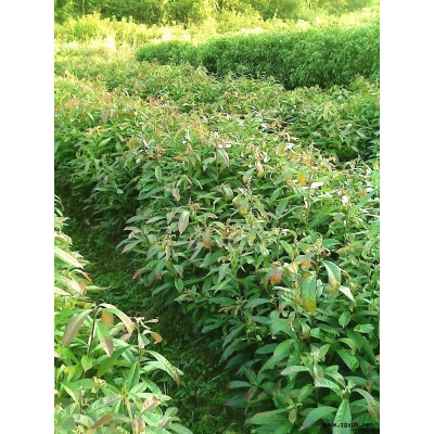 木荷，楓香，杜英，濕地松，香樟，馬尾松，紅豆杉，桂花