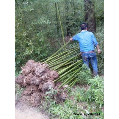 萬綠園林桂花價格_桂花圖片_桂花產地_桂花綠化苗木苗圃基地