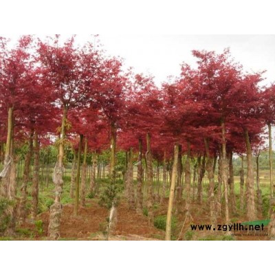 膠東衛(wèi)矛、大葉女貞