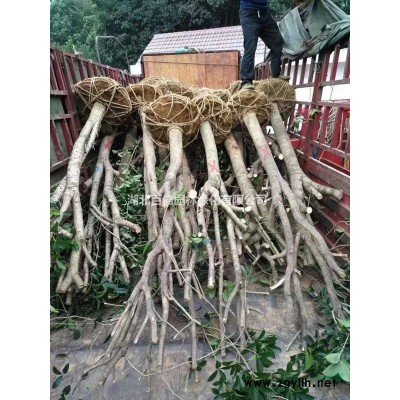 新鮮桂花干桂花湖北桂花之鄉基地直銷