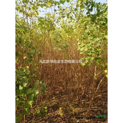 桂花的價值和用途 慶華基地為您提供線上桂花栽培技術