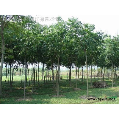 白玉蘭、香樟樹、茶花、茶梅球、杜英、龜甲冬青等苗木