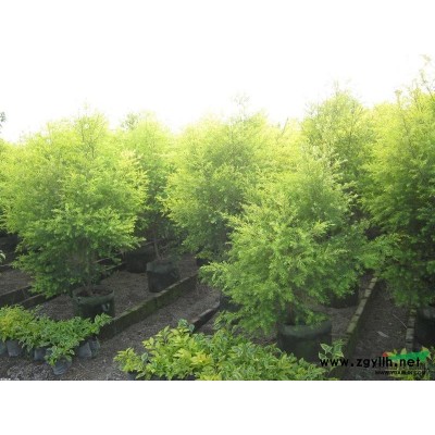 大量出售黃金寶樹香樟