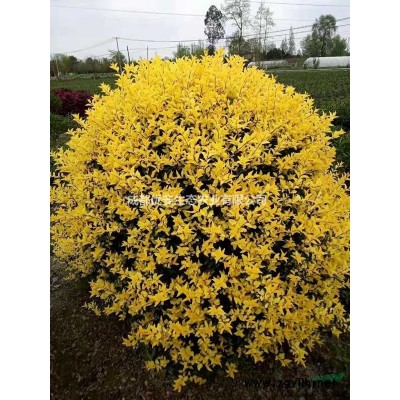 成都哪里桂花價格低報價便宜5公分8公分10公分12公分