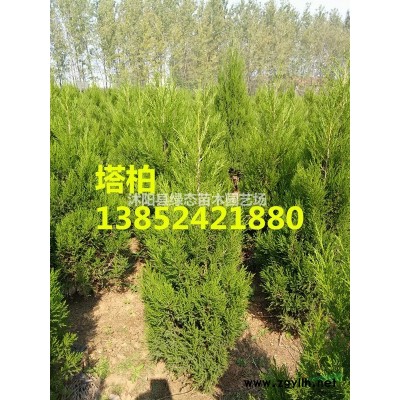 江蘇5公分大葉女貞價格多少錢-規(guī)格全-數(shù)量大