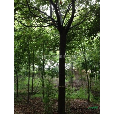 浙江地區供應特精品桂花