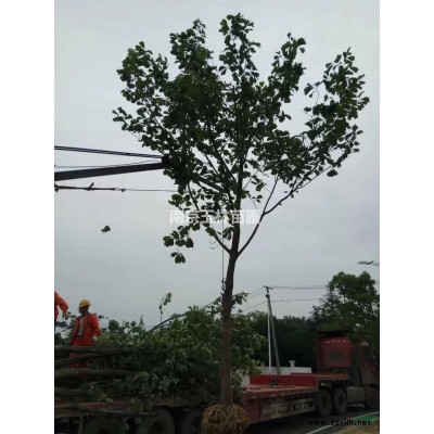 南京2021年3/4/5/6公分大葉女貞價格