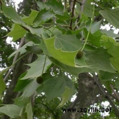 香樟、銀杏、桂花苗木交易大市場
