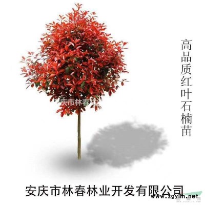 出售 高桿紅葉石楠、桂花