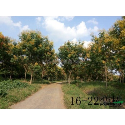 安徽14cm大葉女貞2*新報價/14cm大葉女貞2圖片