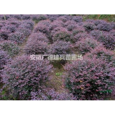 大葉女貞行情報價/大葉女貞圖片展示