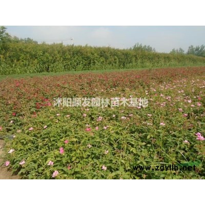 江蘇供應(yīng)桂花樹行情報(bào)價(jià)-圖片展示-產(chǎn)地直銷-規(guī)格*