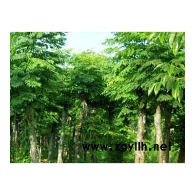 香樟、銀杏、無患子、木荷、紫薇、青楓、楓香、欒樹、櫸樹、馬褂