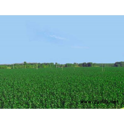 速生楊，水杉,香樟,廣玉蘭,桂花