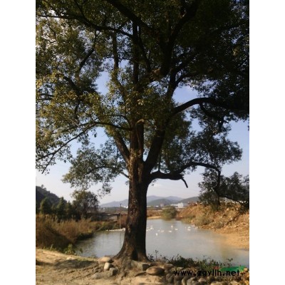 福建地區大徑香樟樹