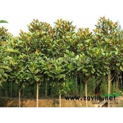 羅漢松、桂花、杜鵑、香樟