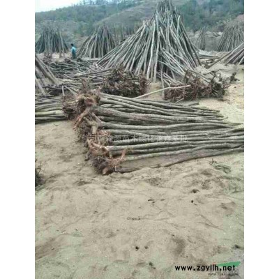 河南香樟供應 出售河南香樟樹 河南香樟價格