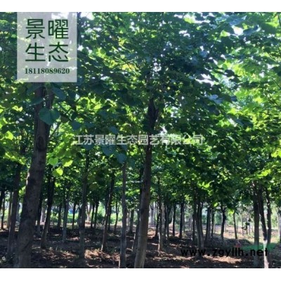 江蘇景曜生態基地/供應月月桂/四季桂/四季桂花/銀桂產地直銷